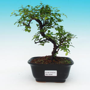 Pokojová bonsai-Podocarpus- kamenný tis PB216349