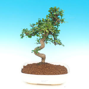 Pokojová bonsai - Carmona macrophylla - čaj fuki
