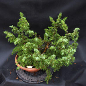 Jalovec - Juniperus obecný NO-34