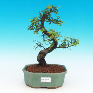 Pokojová bonsai -Australská třešeň PB216351