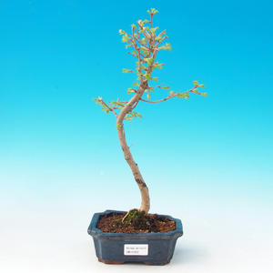 Pokojová bonsai -Australská třešeň PB216352
