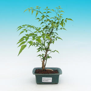 Pokojová bonsai -Australská třešeň PB216354