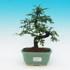 Pokojová bonsai -Australská třešeň PB216355