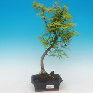 Pokojová bonsai -Australská třešeň PB216357