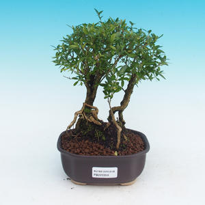 Pokojová bonsai  Vodní Jasmín PB216358