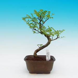Pokojová bonsai  Vodní Jasmín PB216359
