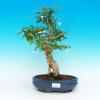 Pokojová bonsai  Vodní Jasmín PB216360