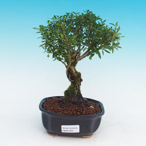 Pokojová bonsai - Serissa foetida - Strom tisíce hvězd