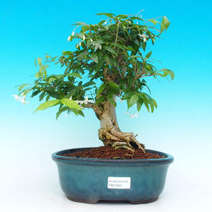 Pokojová bonsai  Vodní Jasmín PB216361