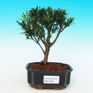 Pokojová bonsai-Podocarpus- kamenný tis PB216363