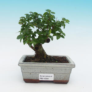 Pokojová bonsai-Podocarpus- kamenný tis PB216364