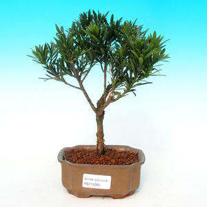 Pokojová bonsai-Podocarpus- kamenný tis PB216365