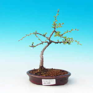 Pokojová bonsai-Podocarpus- kamenný tis PB216366