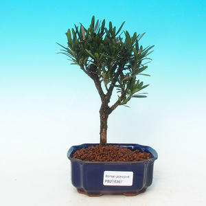 Pokojová bonsai-Podocarpus- kamenný tis PB216367