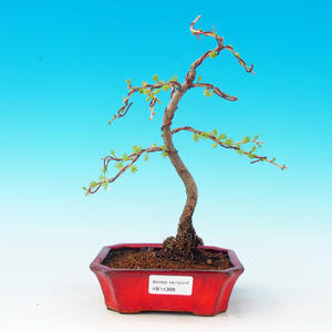 Pokojová bonsai-Podocarpus- kamenný tis PB216368