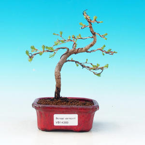Pokojová bonsai-Podocarpus- kamenný tis PB216369
