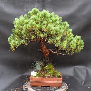 Borovice - Pinus syl. watwreri  NO-36