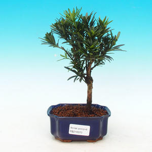 Pokojová bonsai-Podocarpus- kamenný tis PB216370