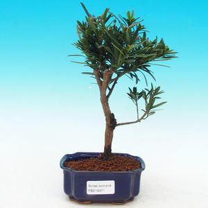 Pokojová bonsai-Podocarpus- kamenný tis PB216371