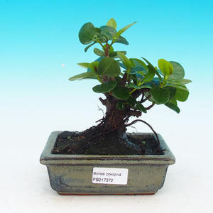 Pokojová bonsai-Podocarpus- kamenný tis PB216372