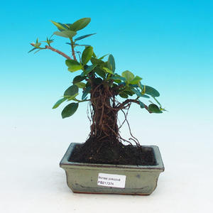 Pokojová bonsai-Podocarpus- kamenný tis PB216374