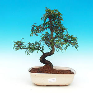 Pokojová bonsai -Malolistý jilm - P216378