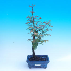 Javor červený - Acer palmatum Trompenburg