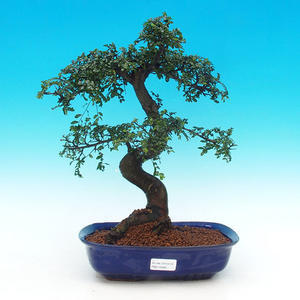 Pokojová bonsai -Malolistý jilm - P216380