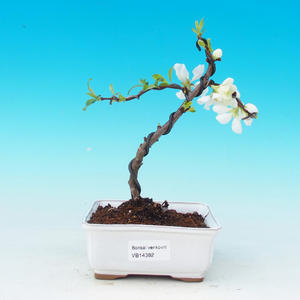 Pokojová bonsai - malolistý fíkus PB216382