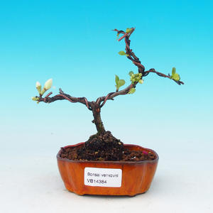 Pokojová bonsai - malolistý fíkus PB216384