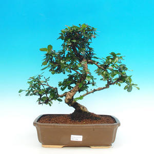 Pokojová bonsai - Carmona macrophylla PB216385