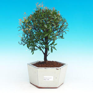 Venkovní bonsai -Cedr libanonský VB30385