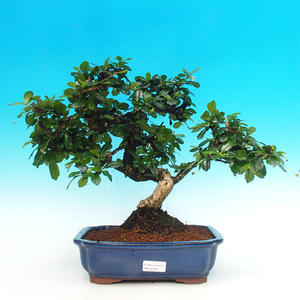 Pokojová bonsai - Carmona macrophylla PB216388