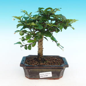 Pokojová bonsai - Carmona macrophylla PB216389