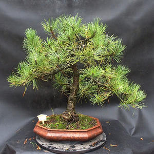 Borovice - Pinus Nigra  NO-38