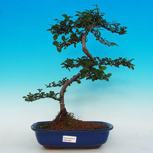 Pokojová bonsai- Hvězdice levandulová PB215390