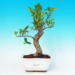 Pokojová bonsai - malolistý fíkus PB216390