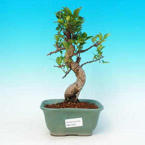 Pokojová bonsai - malolistý fíkus PB216391