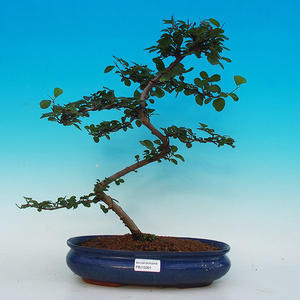Pokojová bonsai- Hvězdice levandulová PB215391