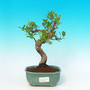 Pokojová bonsai - malolistý fíkus PB216392