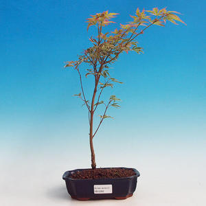 Pokojová bonsai - malolistý fíkus PB213392