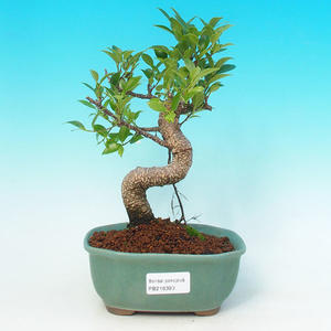 Pokojová bonsai - malolistý fíkus PB216393