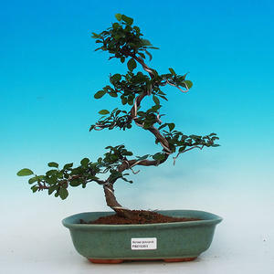 Pokojová bonsai- Hvězdice levandulová PB215393