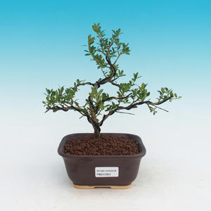 Pokojová bonsai - Cesmína