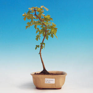 Pokojová bonsai - malolistý fíkus PB213393