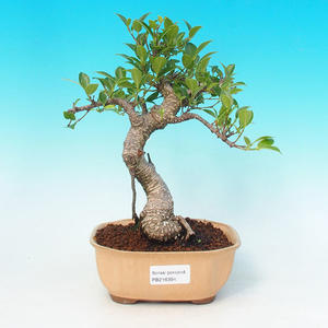 Pokojová bonsai - malolistý fíkus PB216394