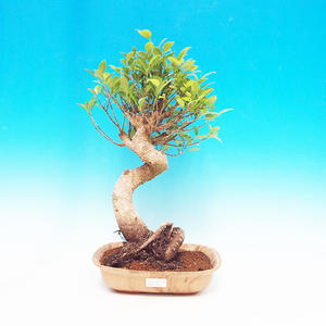 Pokojová bonsai - malolistý fíkus PB213394