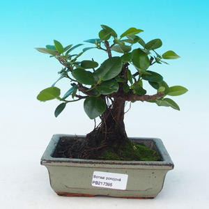 Pokojová bonsai - malolistý fíkus PB216395