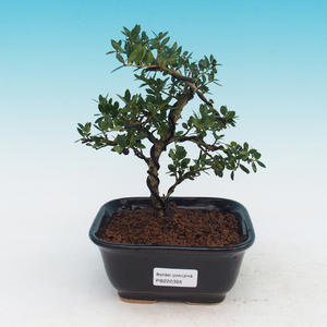 Pokojová bonsai - Cesmína