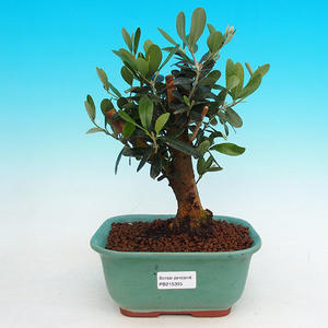 Pokojová bonsai - malolistý fíkus PB213395